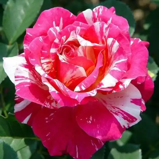 80-100 cm - Trandafiri - Delstrobla - 